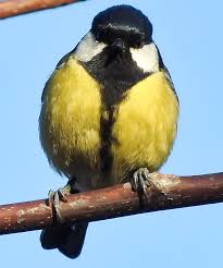 Attēlu rezultāti vaicājumam “Parus major female”