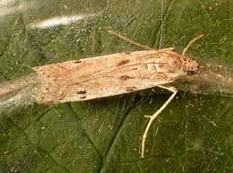 Attēlu rezultāti vaicājumam “Phycitodes binaevella”