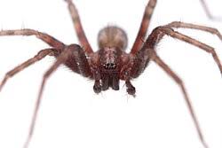 Attēlu rezultāti vaicājumam “Tegenaria sp.”