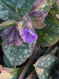 Image result for Pulmonaria officinalis