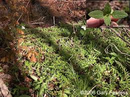 Attēlu rezultāti vaicājumam “Galeopsis tetrahit leaf”