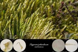 Attēlu rezultāti vaicājumam “Hypnum jutlandicum”