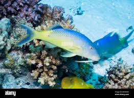 Image result for Parupeneus cyclostomus