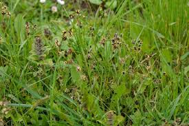Attēlu rezultāti vaicājumam “Luzula campestris fruit”