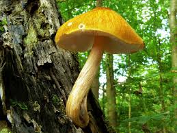 Attēlu rezultāti vaicājumam “Pluteus leoninus”