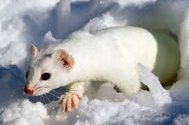 Attēlu rezultāti vaicājumam “Mustela erminea adult”