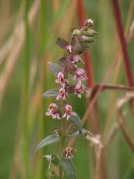 Attēlu rezultāti vaicājumam “Odontites vulgaris flower”