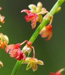 Attēlu rezultāti vaicājumam “Rumex acetosa flower”