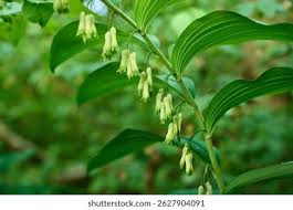Attēlu rezultāti vaicājumam “Polygonatum multiflorum  leaf”