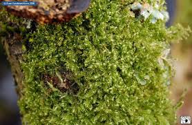 Attēlu rezultāti vaicājumam “Drepanocladus trifarius”