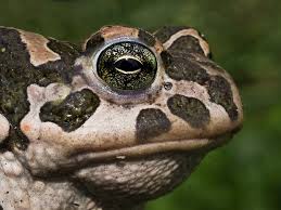 Attēlu rezultāti vaicājumam “Pseudepidalea viridis”