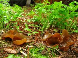 Attēlu rezultāti vaicājumam “Discina perlata”