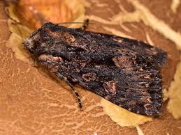 Attēlu rezultāti vaicājumam “Mniotype satura”