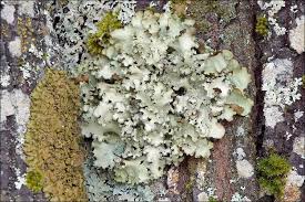 Attēlu rezultāti vaicājumam “Cetrelia olivetorum”