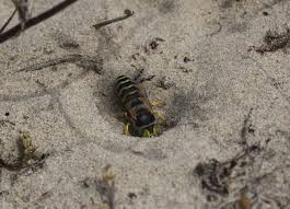 Attēlu rezultāti vaicājumam “Bembix rostrata”