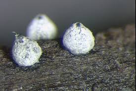 Attēlu rezultāti vaicājumam “Lasiosphaeria ovina spores”