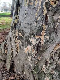 Attēlu rezultāti vaicājumam “Coniophora puteana”