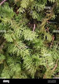 Attēlu rezultāti vaicājumam “Thuidium recognitum”