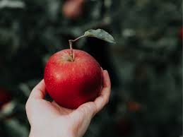 Image result for Redoubtables Cc