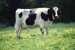 Dairy cow free picture - via Daymix