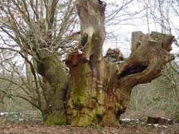 Attēlu rezultāti vaicājumam “Geocrypta galii”