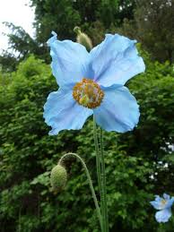 Image result for Scheinmohn