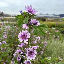 Image result for Malva sylvestris