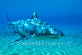 Image result for Carcharhinus obscurus