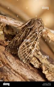 Attēlu rezultāti vaicājumam “Tholera decimalis female”