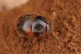 Attēlu rezultāti vaicājumam “Anisotoma humeralis”