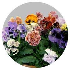 Image result for Viola x wittrockiana `Hiemalis`