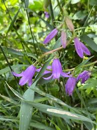 Attēlu rezultāti vaicājumam “Campanulaceae”