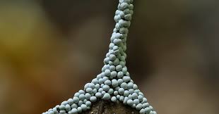 Attēlu rezultāti vaicājumam “Diderma testaceum”