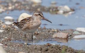 Attēlu rezultāti vaicājumam “Calidris falcinellus adult”