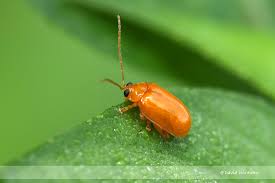 Attēlu rezultāti vaicājumam “Chrysomelidae”