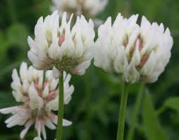 Attēlu rezultāti vaicājumam “Trifolium repens”