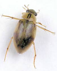 Attēlu rezultāti vaicājumam “Hydrophilidae”