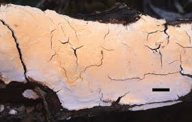 Attēlu rezultāti vaicājumam “Perenniporia medulla-panis”