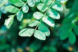 Attēlu rezultāti vaicājumam “Caragana arborescens leaf”