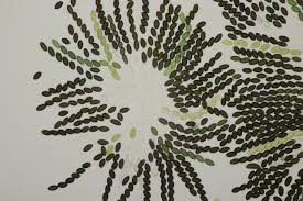 Attēlu rezultāti vaicājumam “Sordaria fimicola”