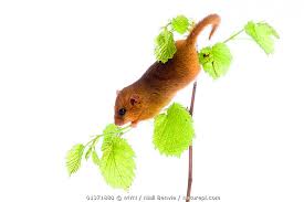 Attēlu rezultāti vaicājumam “Muscardinus avellanarius”