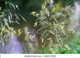 Attēlu rezultāti vaicājumam “Bromopsis inermis”