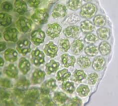 Attēlu rezultāti vaicājumam “Odontoschisma denudatum”