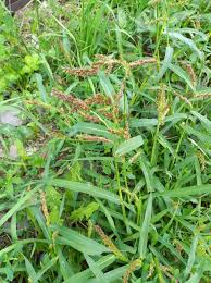 Attēlu rezultāti vaicājumam “Echinochloa crus-galli fruit”