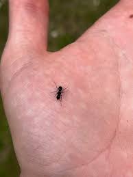 Attēlu rezultāti vaicājumam “Lasius fuliginosus”