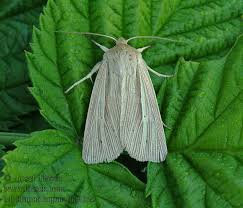 Attēlu rezultāti vaicājumam “Mythimna impura”