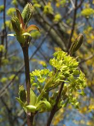 Attēlu rezultāti vaicājumam “Acer platanoides bud”
