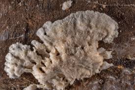 Attēlu rezultāti vaicājumam “Sporophagomyces chrysostomus”