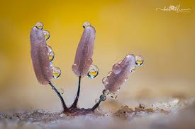 Attēlu rezultāti vaicājumam “Stemonitopsis typhina young”