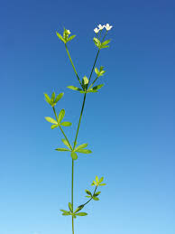 Attēlu rezultāti vaicājumam “Galium uliginosum”